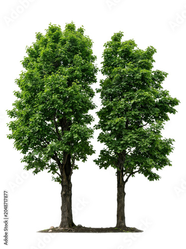 A single big green oak tree with vibrant summer leaves and branches stands isolated on a white background, symbolizing nature, growth, and ecology
