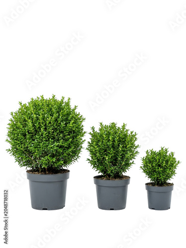 Fresh green houseplant growing in a white pot isolated on a background as a fresh gardening ingredient