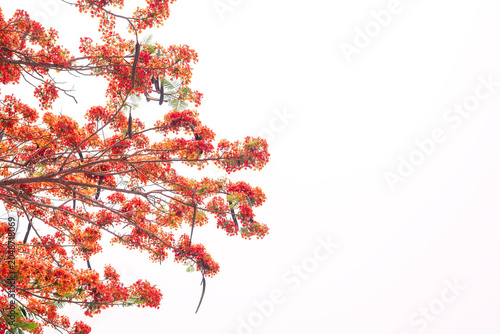 The Flame Tree, Royal Poinciana on white background.