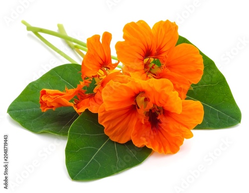 Bright orange marigold flowers in full bloom.