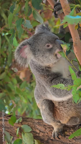 A koala on a eucalyptus tree in Brisbane, Australia