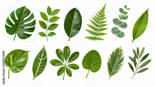 Various green leaves laid out in flat white background
