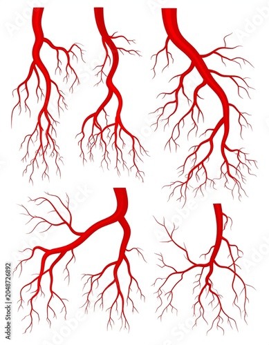 Red blood vessels network microscopic biological illustration.