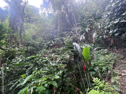 Photos Martinique - Le sentier et côte Grand-Rivière – Le Prêcheur