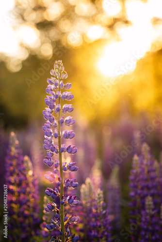 Purple lupine flowers in sunlight, soft focus background