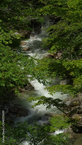 風に揺れる枝と渓流