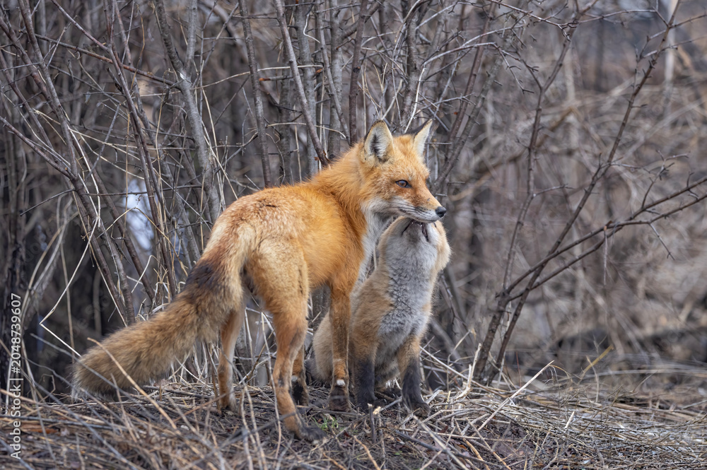 Naklejka premium Red fox and kit near their den deep in the forest in early spring in Canada