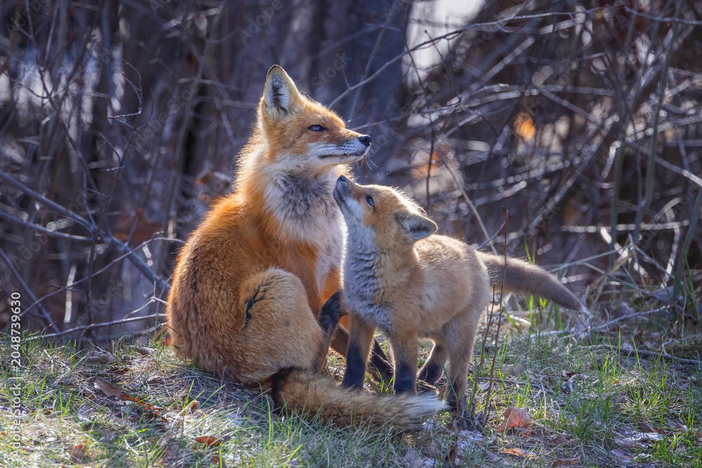Naklejka premium Red fox and kit near their den deep in the forest in early spring in Canada