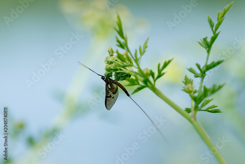 Foto Mayfly insect on a plant beside a river