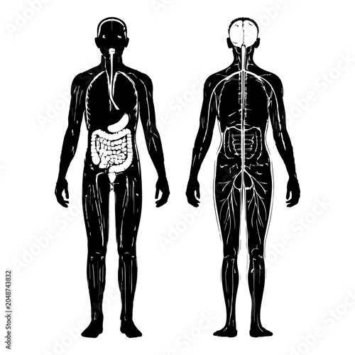 Human nervous system and digestive tract anatomy illustration showing brain spine nerves and internal organs inside a male body silhouette digestive silhouette