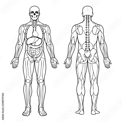 Human body anatomy outline vector illustration showing internal organs and skeletal structure with skeletal structure internal physiology education skeleton