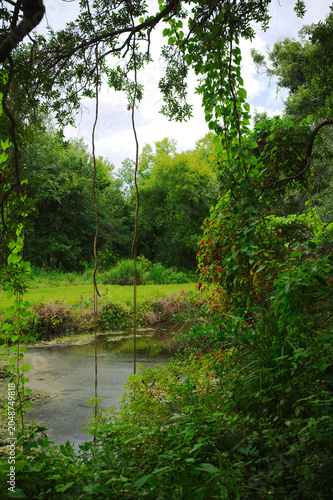 Bilde på lerret A secluded overgrown pond framed by long hanging vines and dense green forest, o