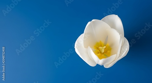 Elegant Single White Tulip Bloom With Vibrant Yellow Center Isolated On A Solid Deep Blue Background Minimalist Botanical Photography