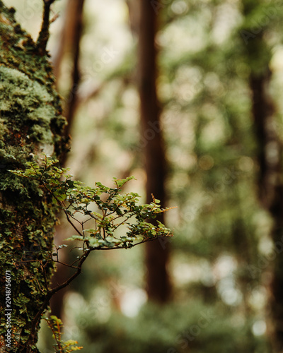 tree in the forest