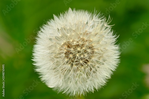 Tableau sur toile Macrophotographie des aigrettes d'un pissenlit en fructification.
