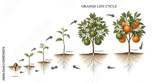 Orange tree biological life cycle growth stages illustration with lifecycle