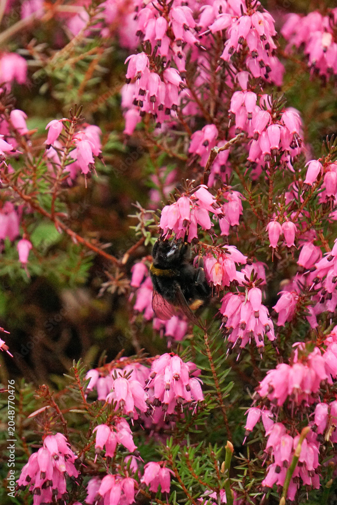 Obraz premium Bumblebee gathering nectar from bright pink heather flowers in the garden.