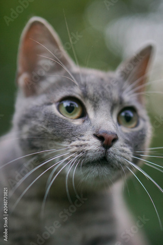 Close-up portrait of a beautiful grey tabby cat looking up attentively. Domestic shorthair cat outdoors with a soft blurred green background, curiosity and pet concept.