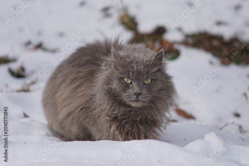 Fluffy grey cat sitting on white snow in winter and looking at camera. Long hair cat in winter season concept.