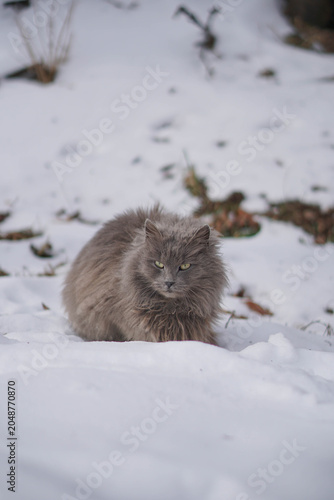 Vertical portrait of a fluffy grey cat sitting on white snow in winter. 