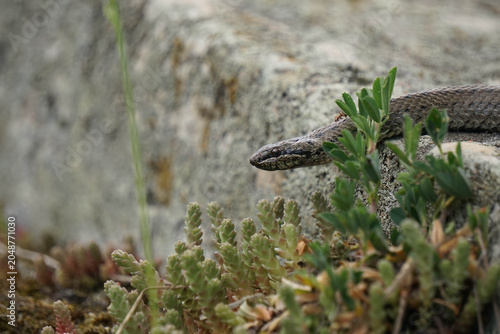 Smooth snake Coronella austriaca looking out from green plants on a concrete stone.