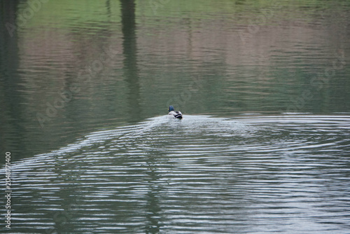 Mallard duck swimming away on a calm lake leaving ripples on the water surface.