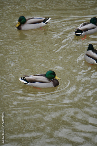 Group of male mallard drakes swimming together in a muddy river. Wild ducks with green heads in autumn 