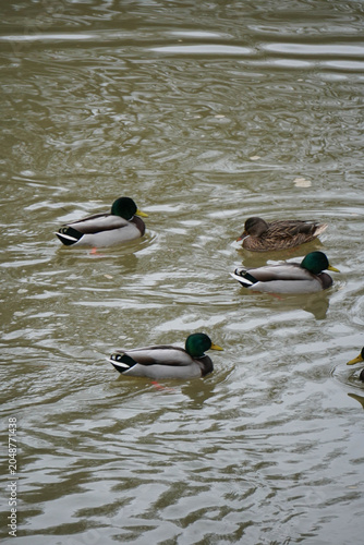 Group of mallard ducks swimming together in a river water. Wild drakes and female duck in pond ripple concept.