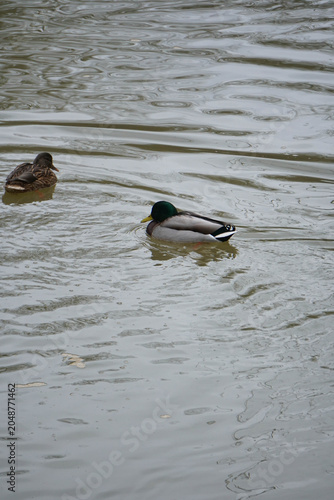 Pair of mallard ducks swimming together in a river water. Wild drake and female duck in pond ripple 