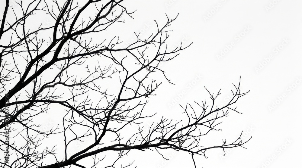 Obraz premium Abstract tree branch silhouette with minimal white background