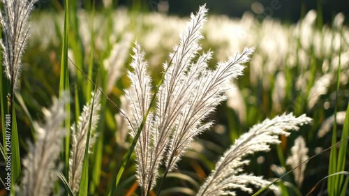 Sunlight filtering through the delicate, textured plumes of ornamental grass, creating a beautiful and serene natural scene.