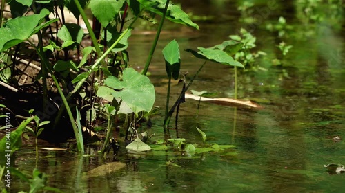 Detailed close up video of a female Anax immaculifrons laying eggs in a Himalayan freshwater stream while the male guards her through aggressive territorial defense flight.