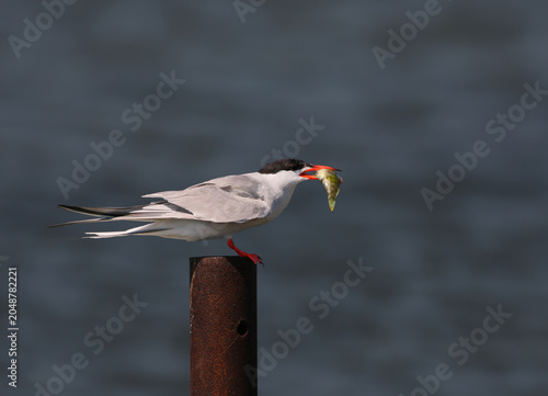 Tableau sur toile A striking close-up of a Common Tern (Sterna hirundo) perched on top of a rusty metal post, holding a large fresh fish tightly in its red and black beak