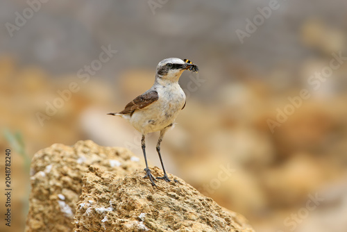 Foto A sharp close-up profile of an adult male Northern Wheatear (Oenanthe oenanthe) balancing on a small limestone rock with an insect clamped firmly in its bill