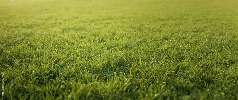 Obraz premium Minimal textured green lawn background with soft wind waves and copy space area
