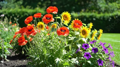 Bright and colorful flower garden with poppies, sunflowers, and petunias, in a sunny outdoor setting with a green hedge.