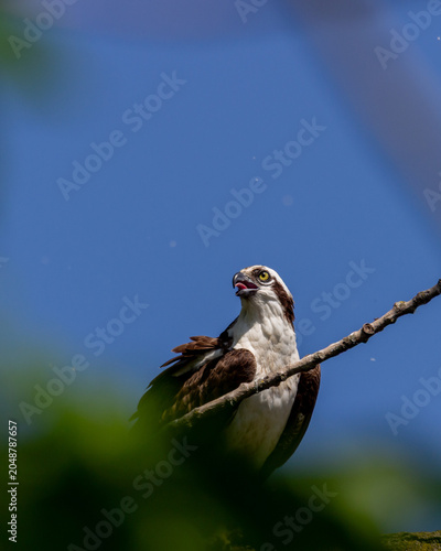 Osprey perched in tree