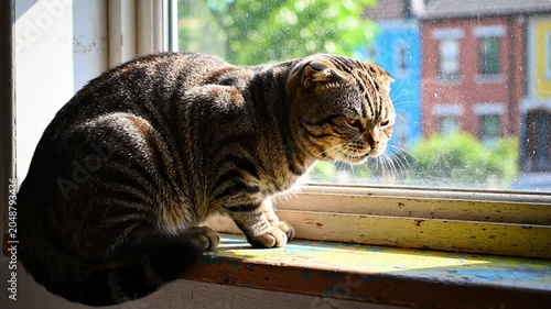 Scottish Fold Cat Focused on the Outdoors from a Window Sill with Sunlight and Colorful Background
