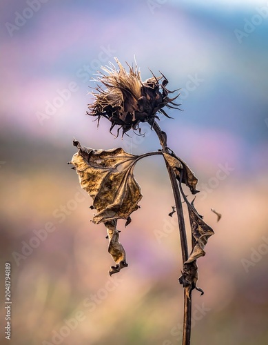 Golden dandelion seed head against sunset sky.