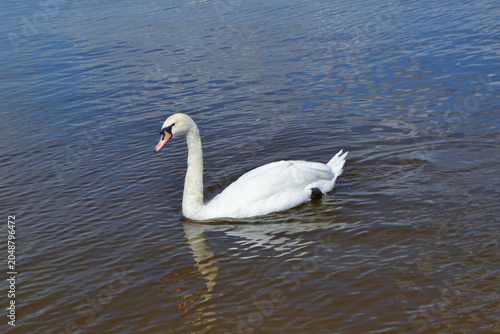 White Swan on the Lake. Mute Swan (Cygnus olor) gliding across the Lake at sunset. European bird wildlife. A beautiful swan swimming in a pond.A mute swan wading in a deep lake