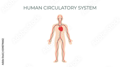 Minimalist vector illustration of the human circulatory system showing red and grey anatomical vessel pathways