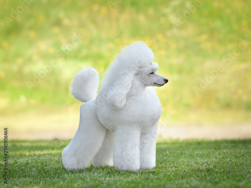 Beautiful white show class toy poodle standing