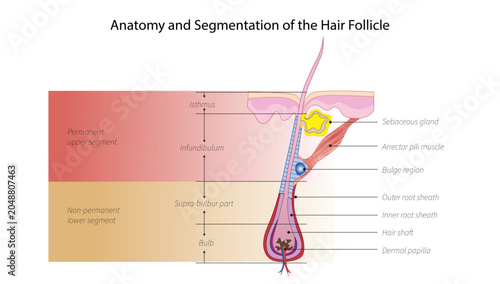 Photos Anatomy and Segmentation of the Hair Follicle, anatomy and segmentation of the hair follicle, including its structural layers and growth regions