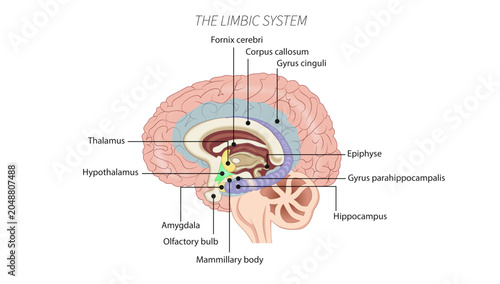 Bild auf Leinwand The limbic system, the limbic system and its major structures involved in emotion, memory, behavior, and motivation