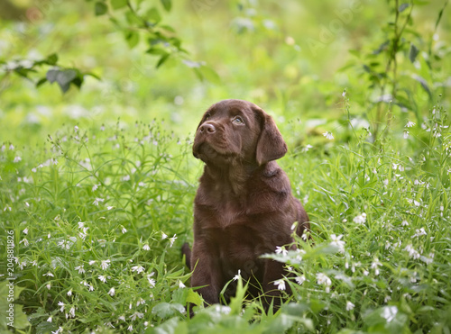 Puppy sitting in a field of green grass and white flowers
