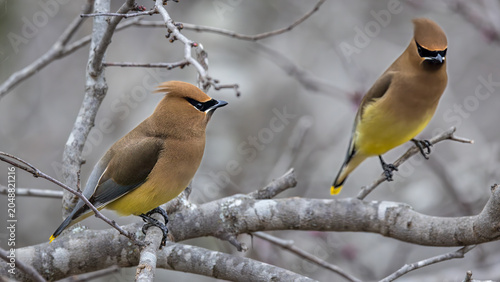 Cedar Waxwing, Bombycilla cedrorum