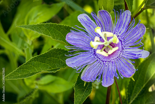 Foto Purple Passionvine, Passiflora incarnata