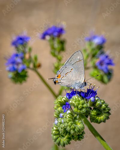 Gray Hairstreak, Strymon melinus, on Blue Curls
