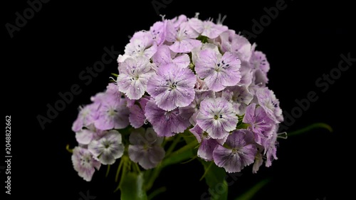 Purple and White Sweet William Dianthus Flowers on Black Background