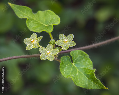 Pearl Milkweed, Matelea reticulata